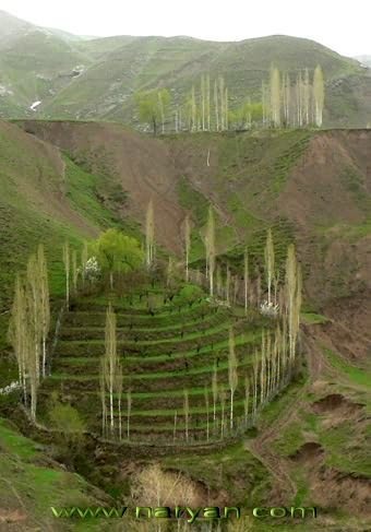 sadaf (612).jpg